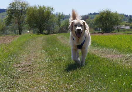 Golden retriever dog running happily on a grassy path outdoors.