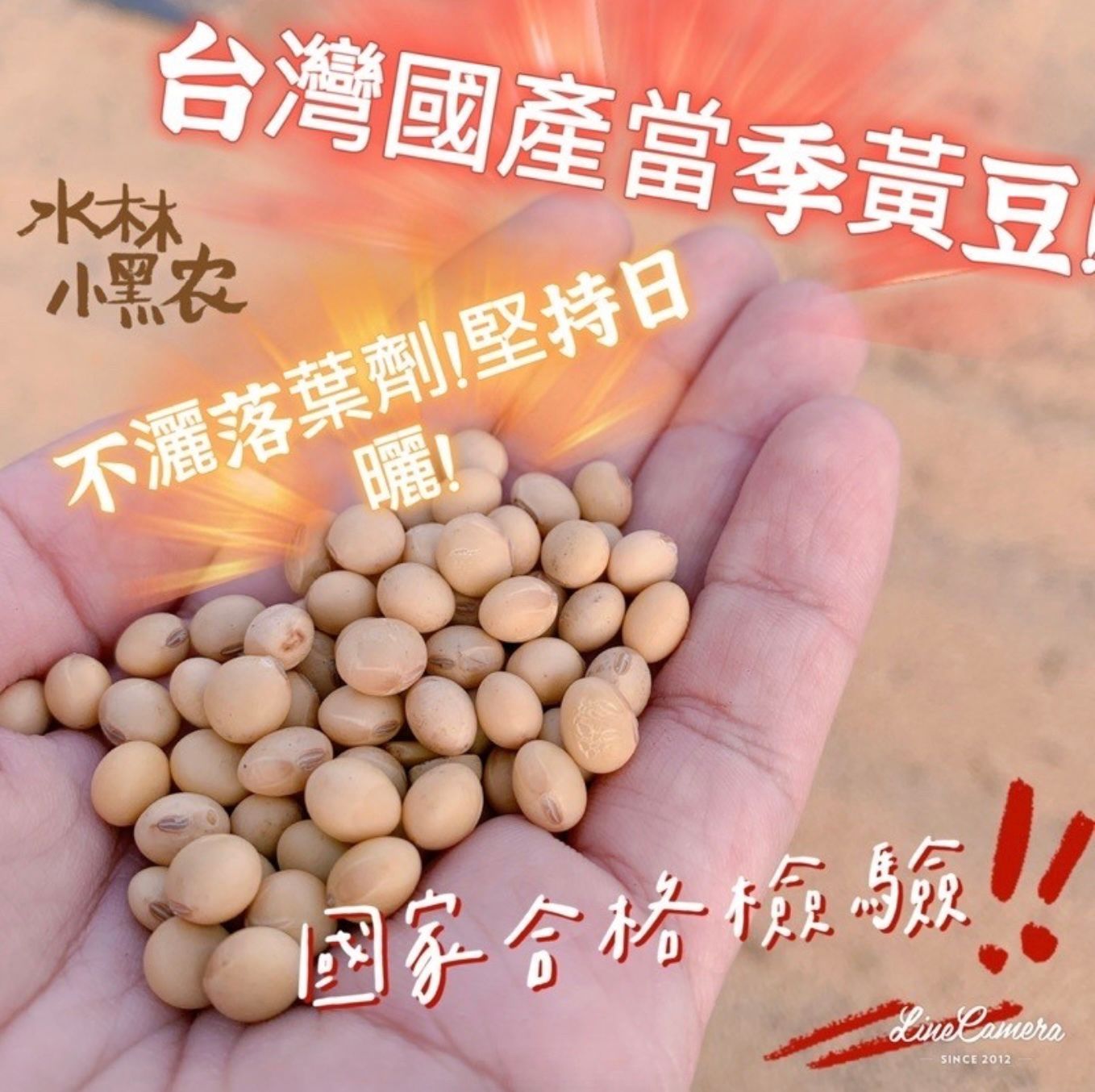 黃豆 台灣國產 當季!限量上架中