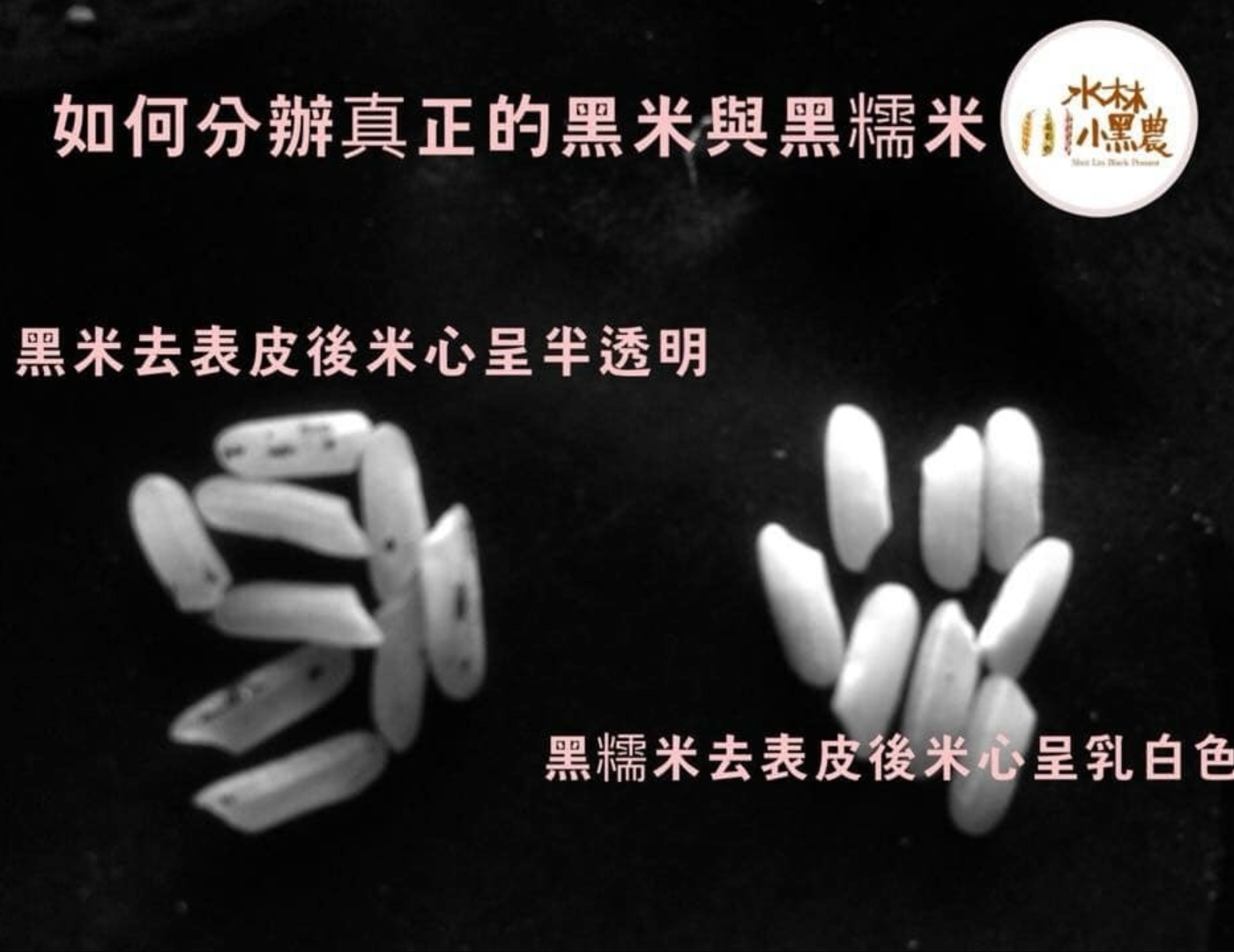 純黑秈糙米茶包10入/袋