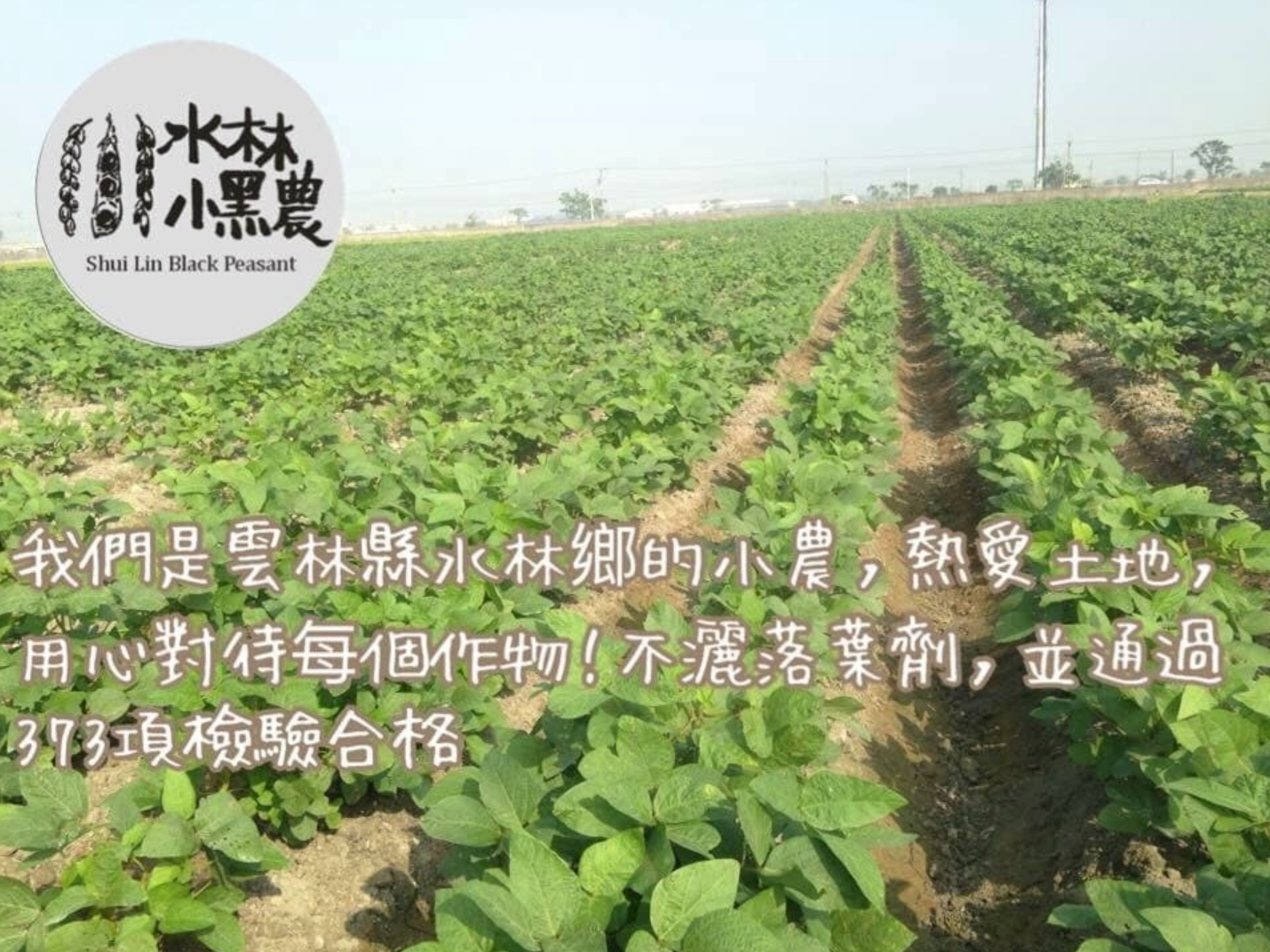 黑豆牛蒡茶包