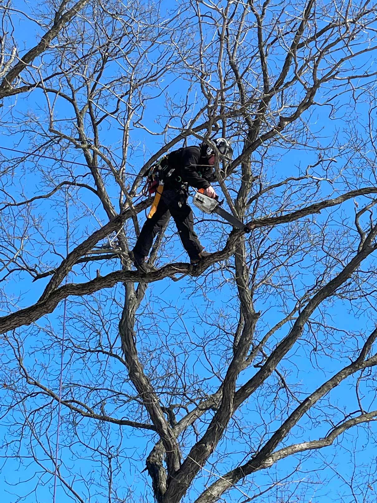 Tree Service Gallery Madison, WI Treewerx