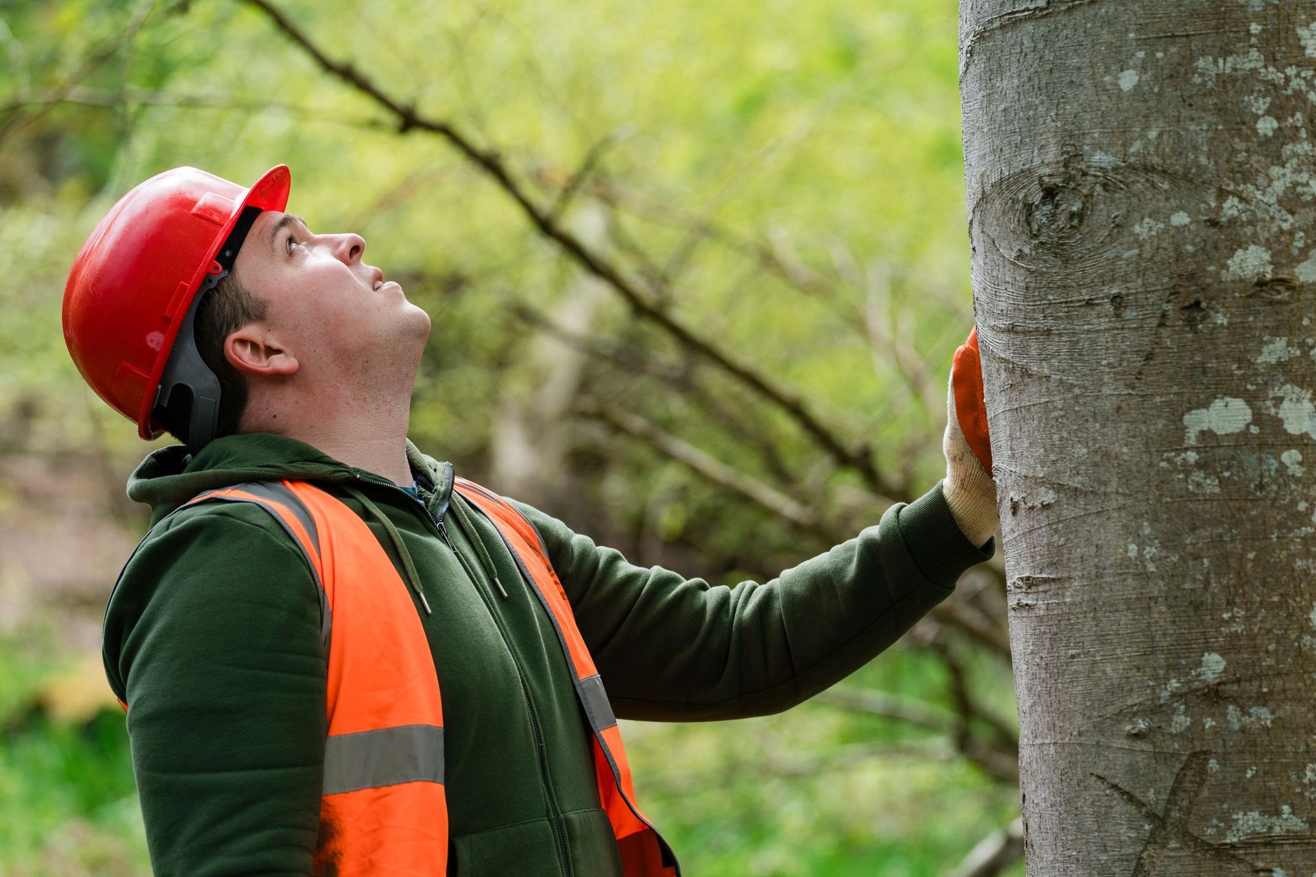 Arborist surveying a tree in a forest in Madison, WI – expert tree care and maintenance.