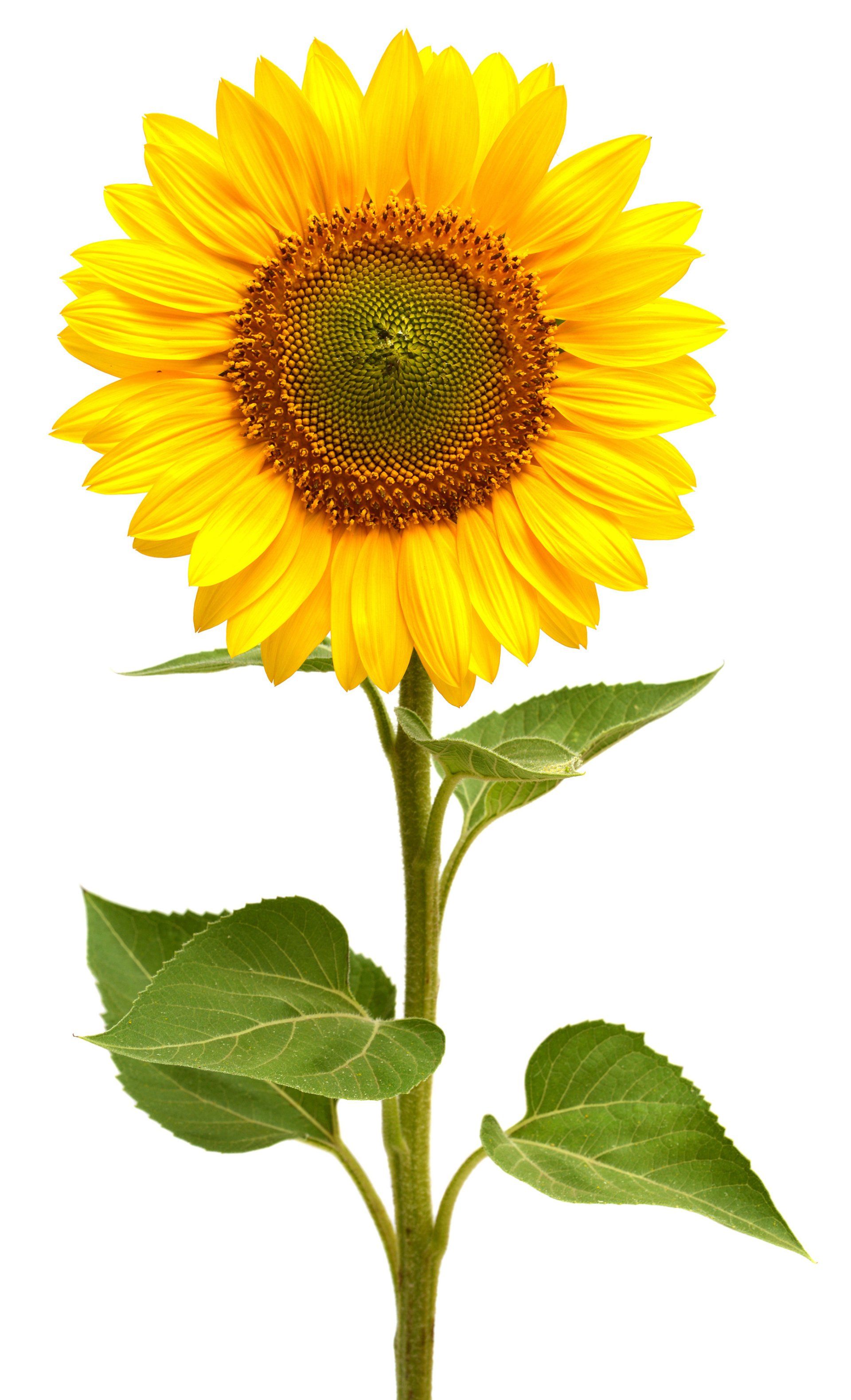Sonnenblumen