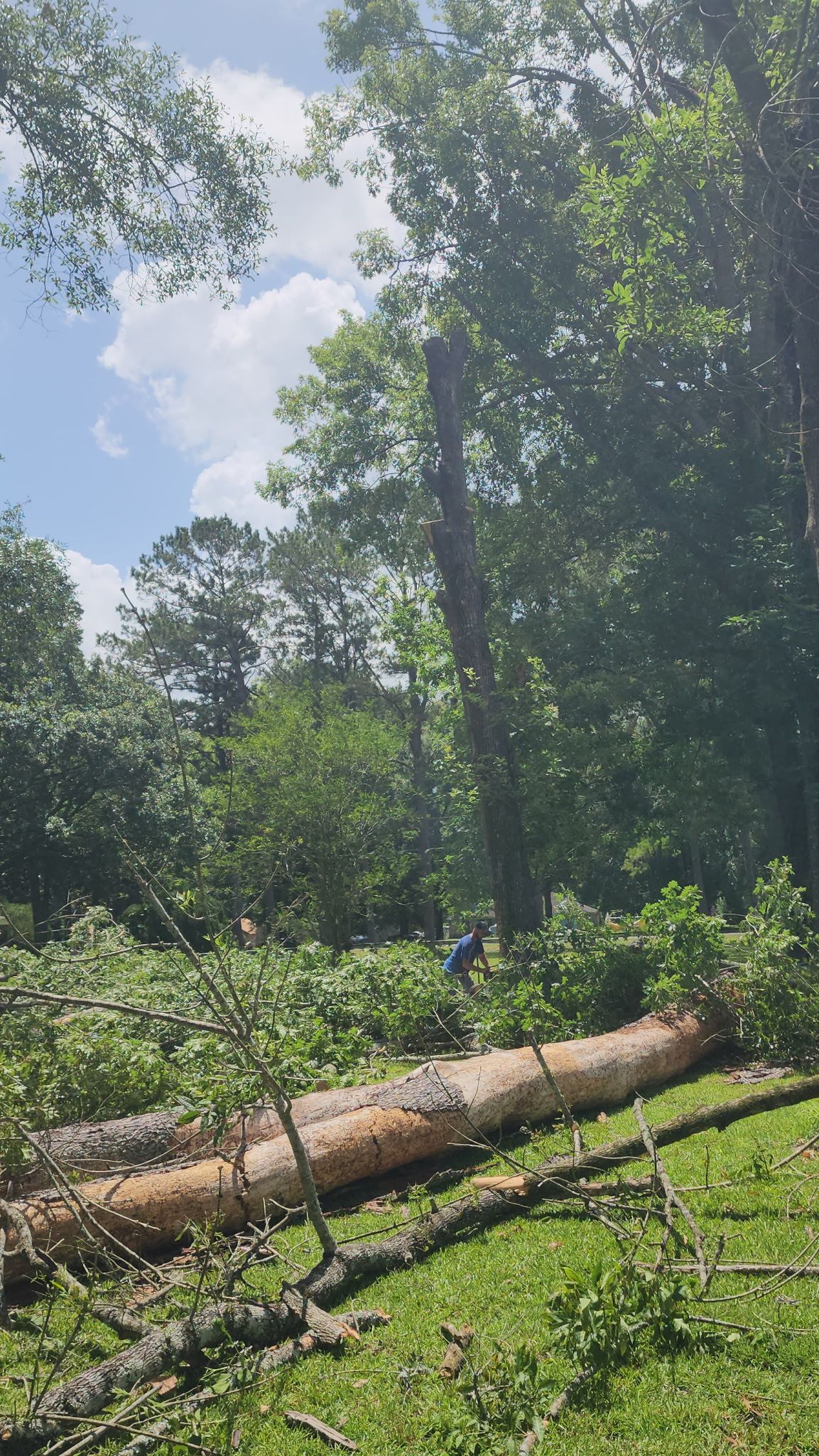 Sunny forest clearing with a fallen log, green trees, and blue sky with clouds