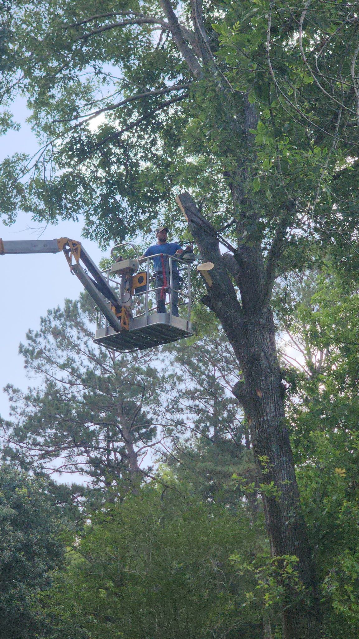 Worker in a lift pruning a tall tree in a leafy yard.