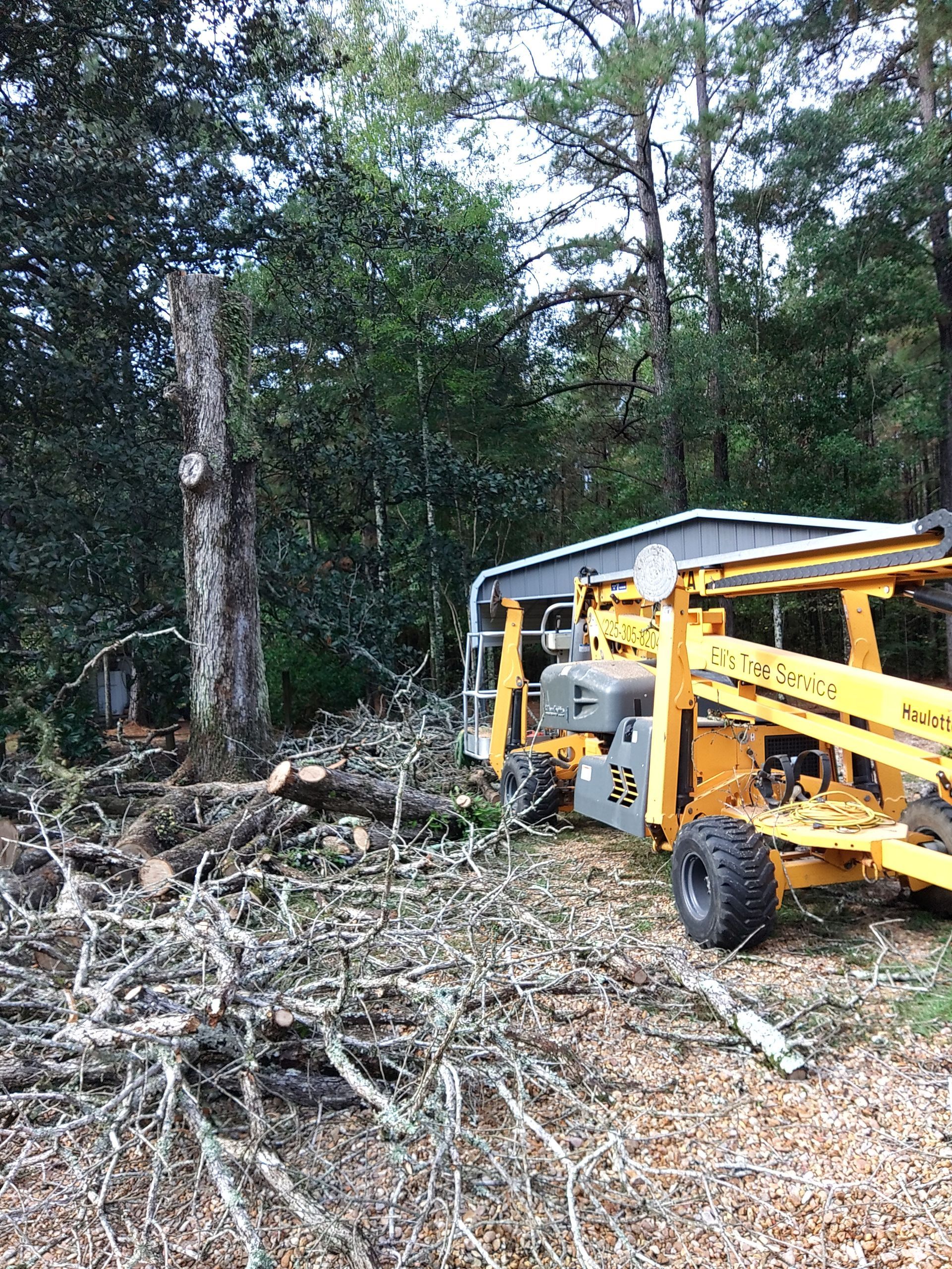 Yellow construction loader in a wooded area beside a small shed, clearing debris and branches.