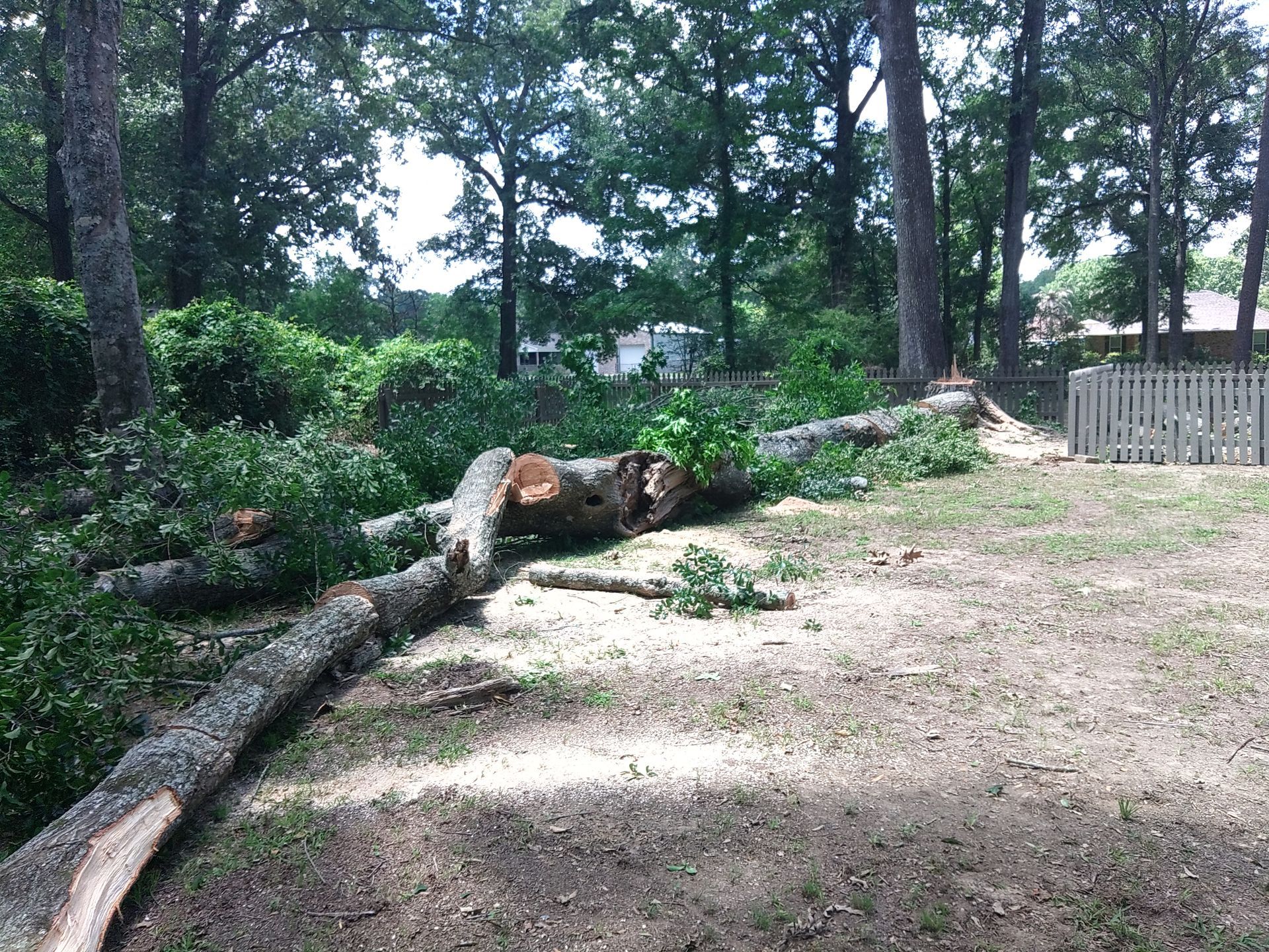 Wooded backyard with a fallen tree trunk, shrubs, and a fenced area in the background