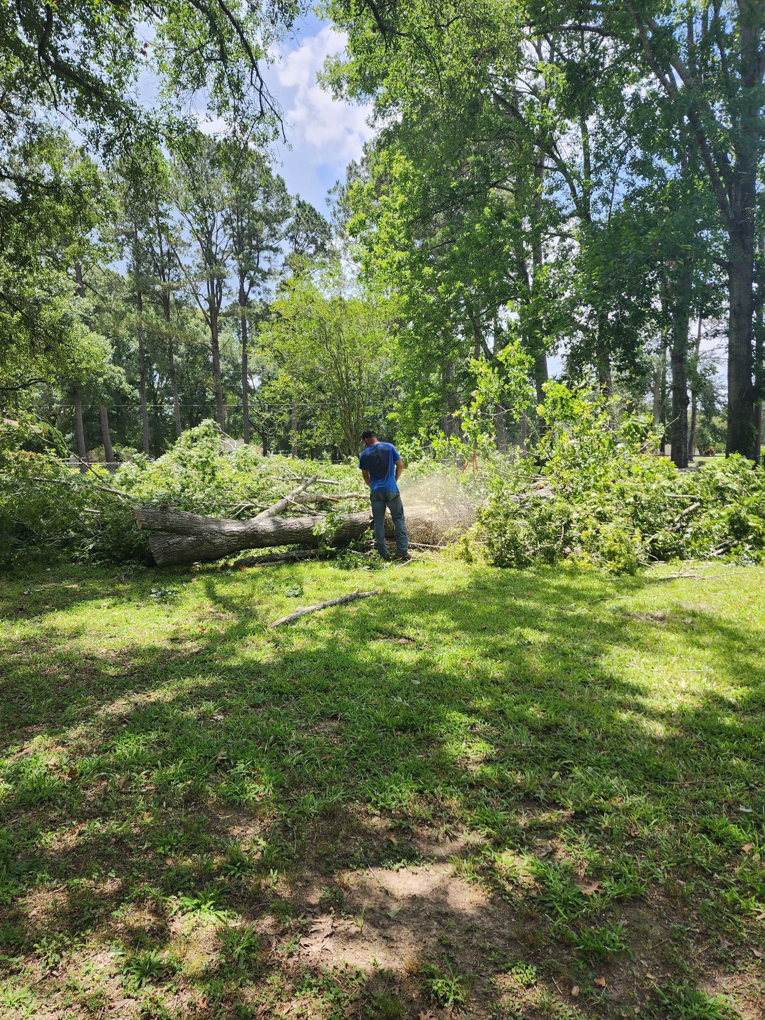 Person in a blue shirt standing in a sunny wooded clearing beside fallen branches.