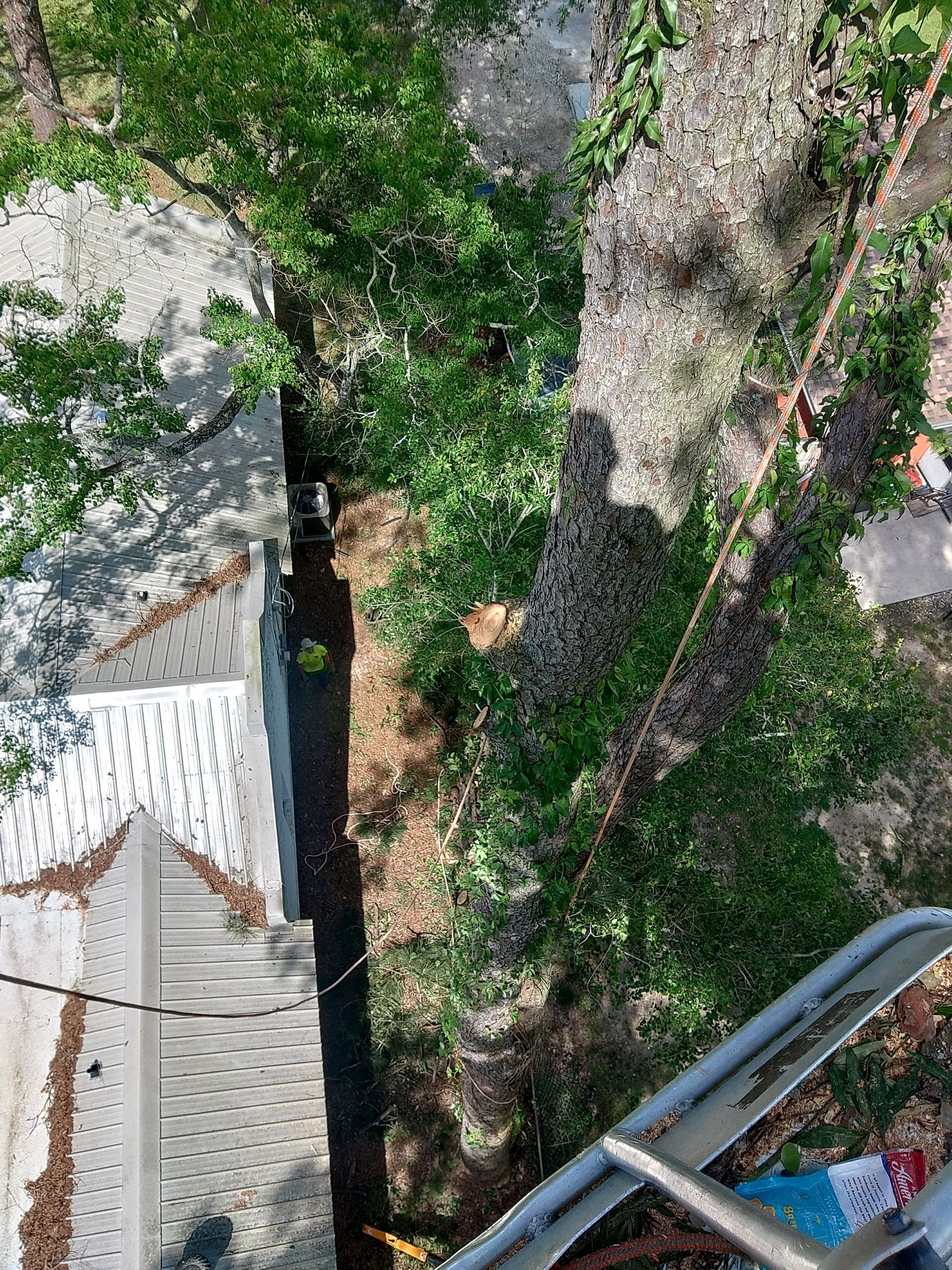 View down to leafy trees and a narrow walkway beside a rooftop and wall from a high balcony