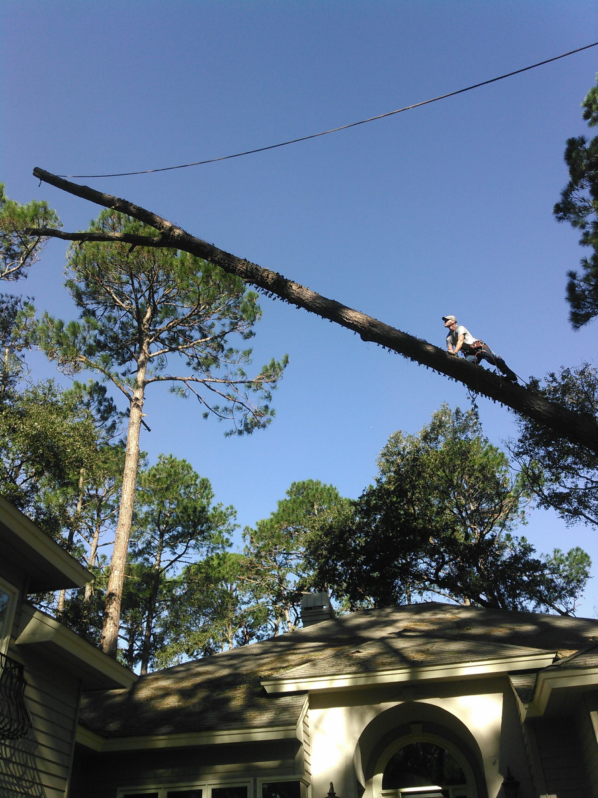 Tall tree trunk being cut, with a worker high on the tree above a house in a wooded yard.
