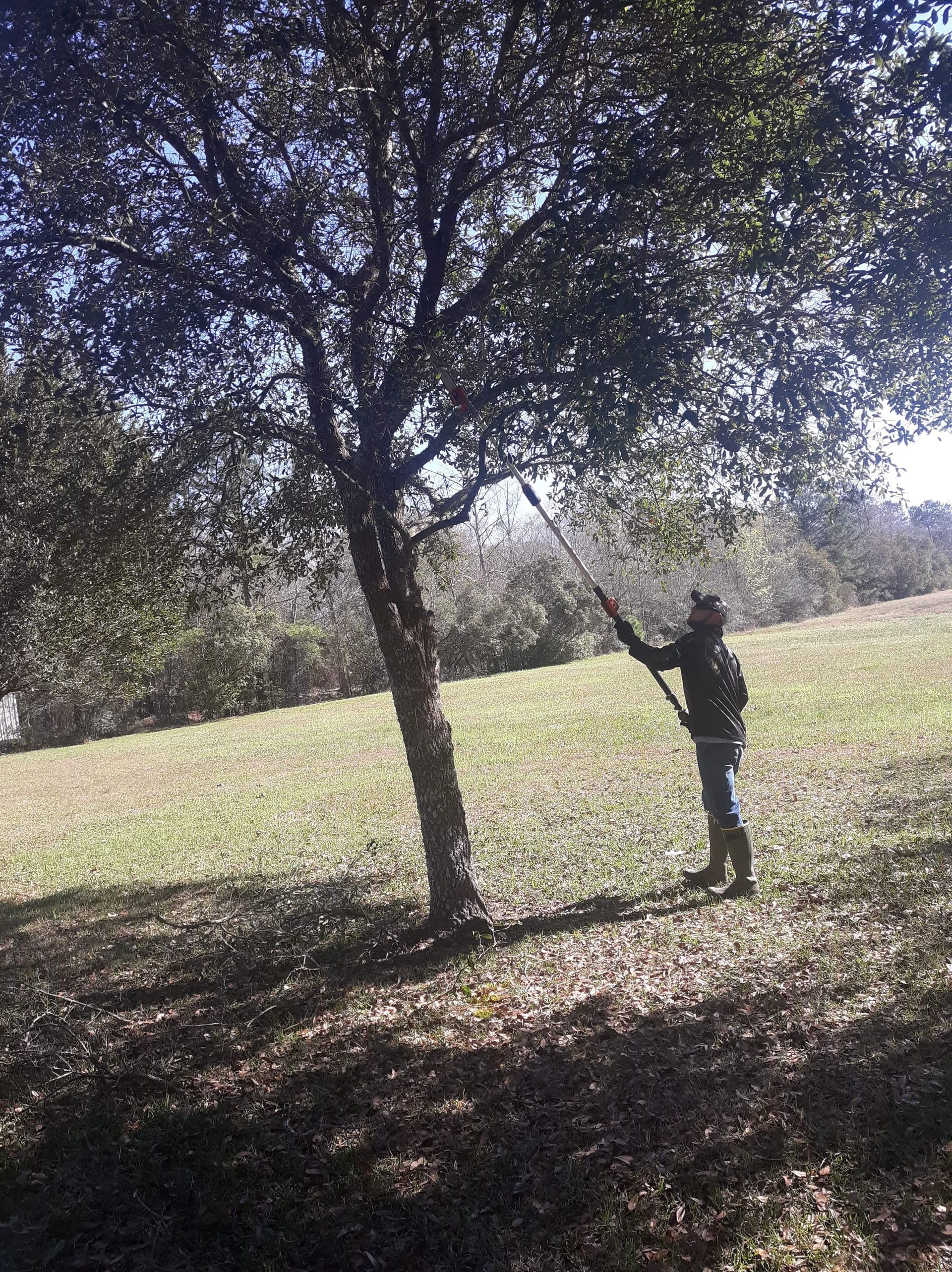 Person standing under a tree in a sunlit grassy field, reaching up toward the branches.