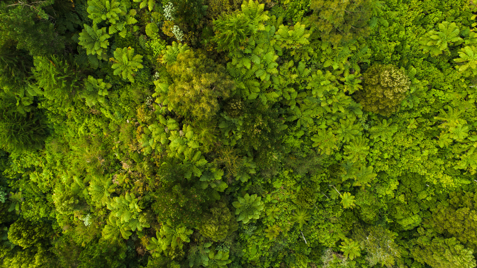piante dall'alto