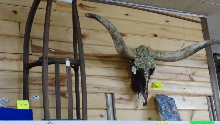Mounted horned skull with long antlers on a wooden wall, beside a metal-framed shelf.