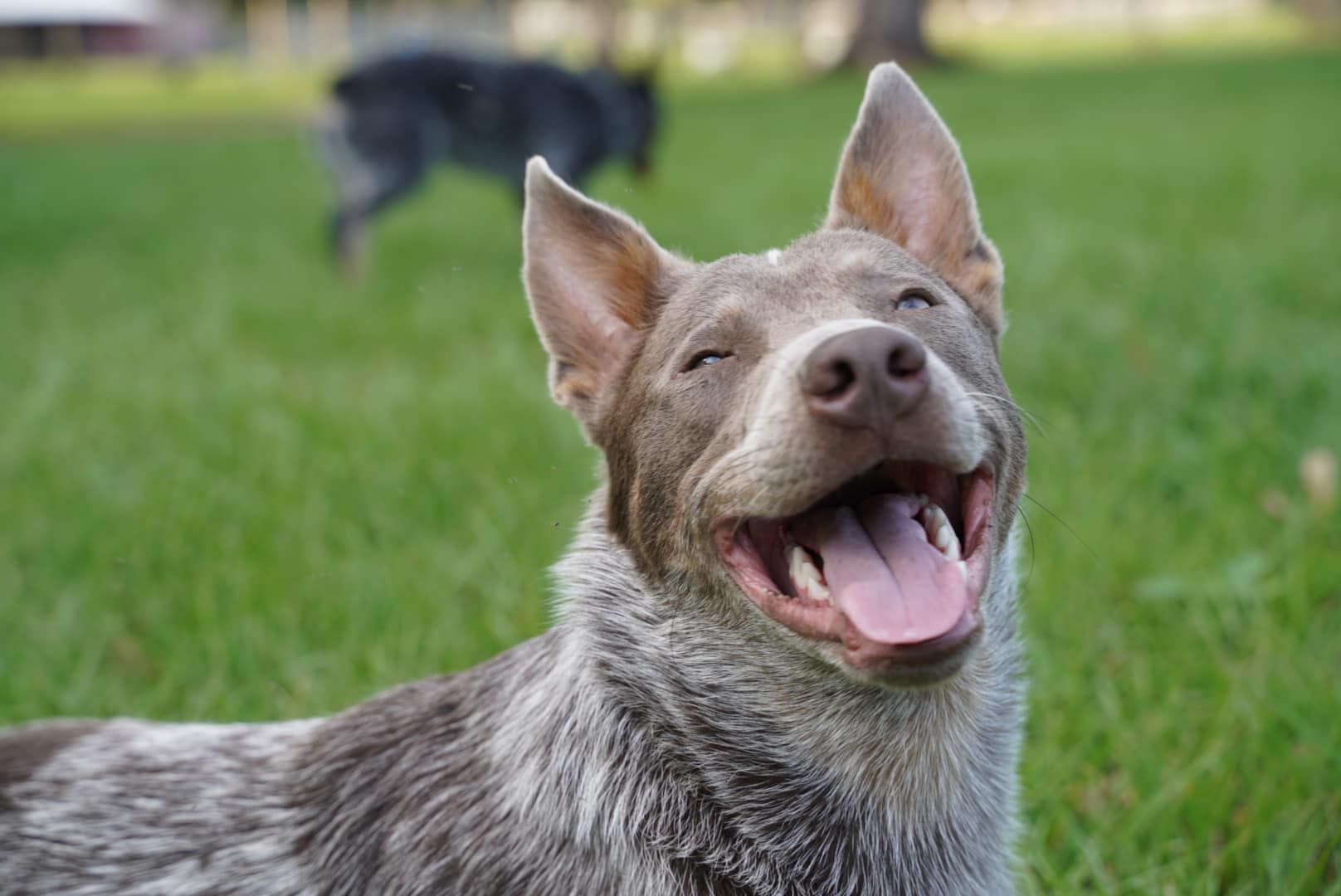 Dog Breeder Titusville, FL 3215363007