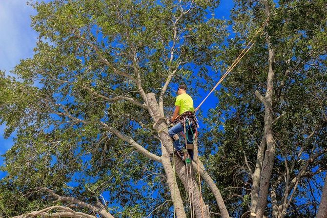 Worker in neon shirt pruning a tree high above the ground against a blue sky