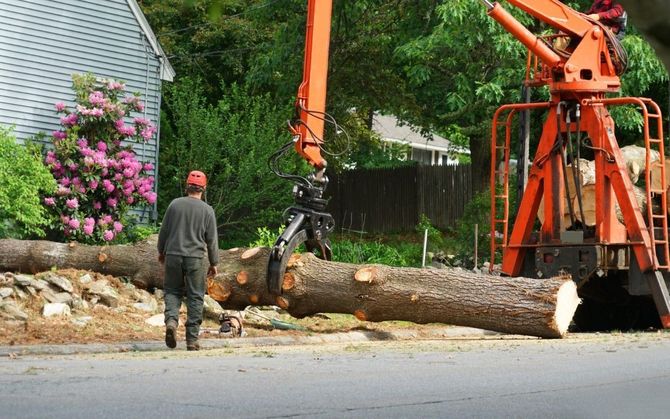 Worker operating orange machine to move a large fallen tree trunk on a roadside.