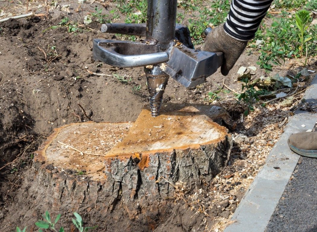 Hydraulic tree stump splitter cutting a freshly cut stump beside a curb