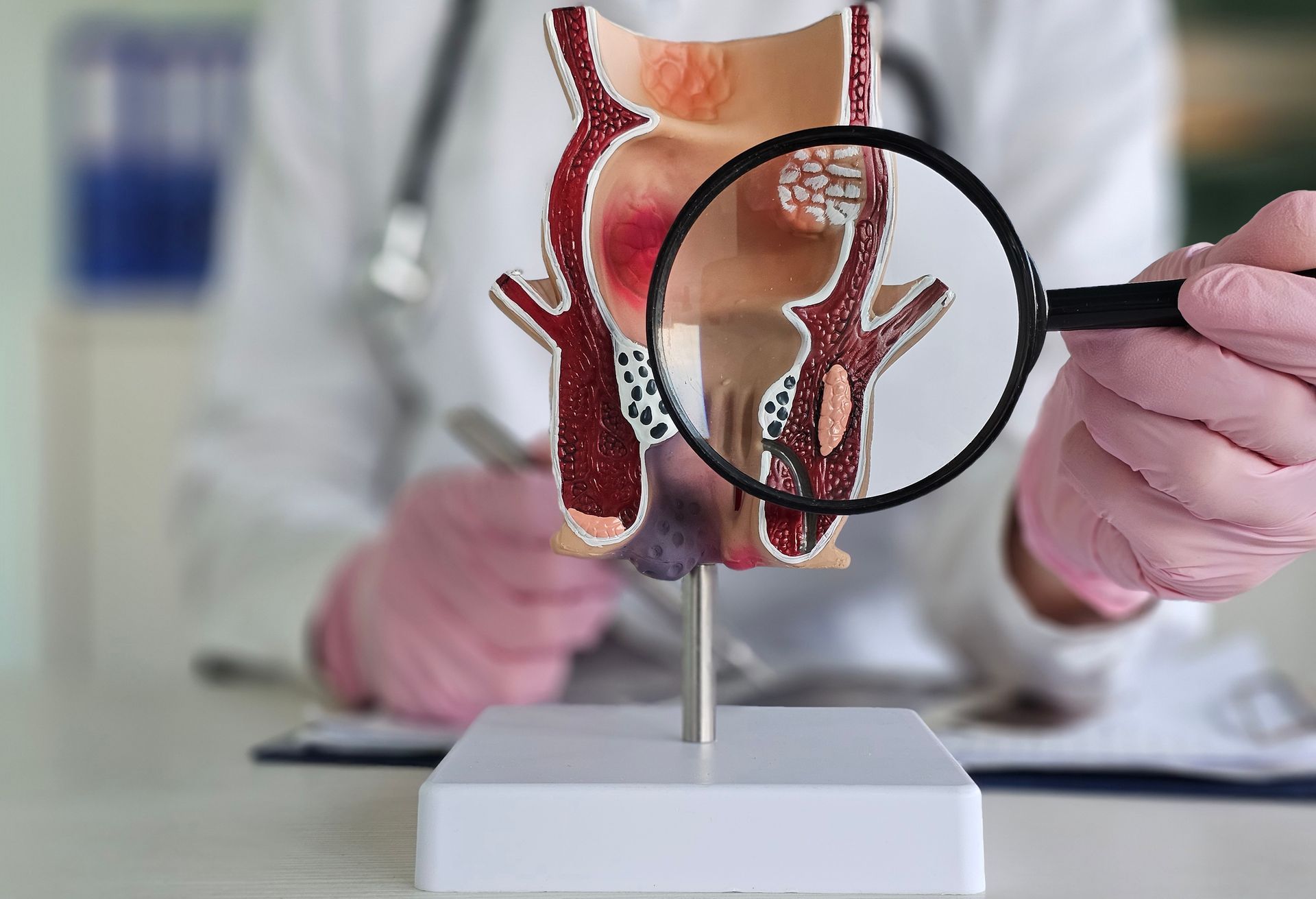 Doctor examining GI model. Doctor examining GI model.