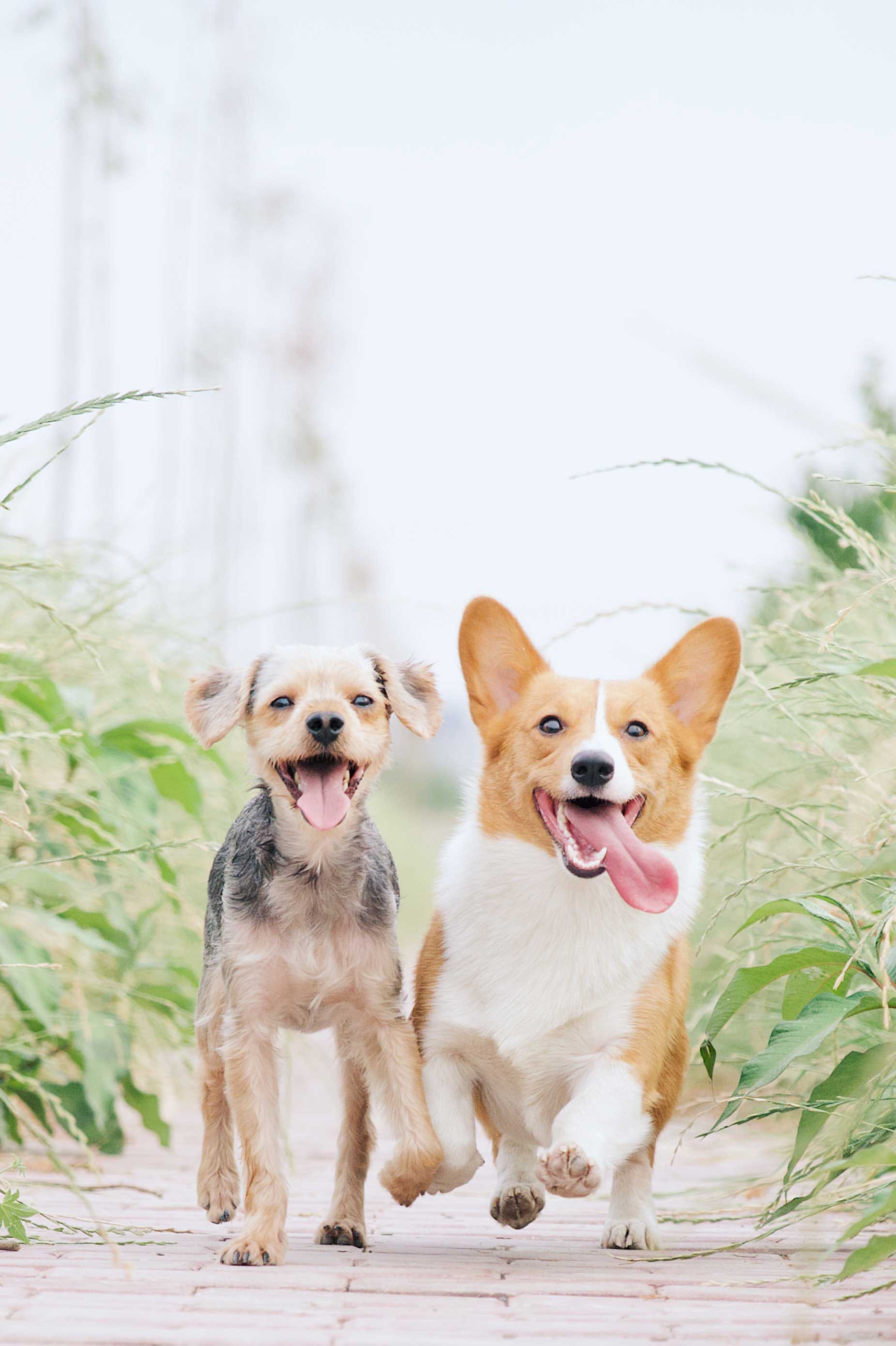 Two Dog Sitting Together — Dog Training In Armidale, NSW