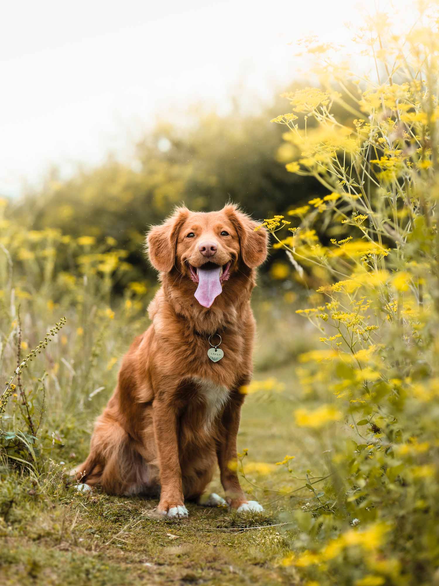 A Dog Sitting — Dog Training In Armidale, NSW