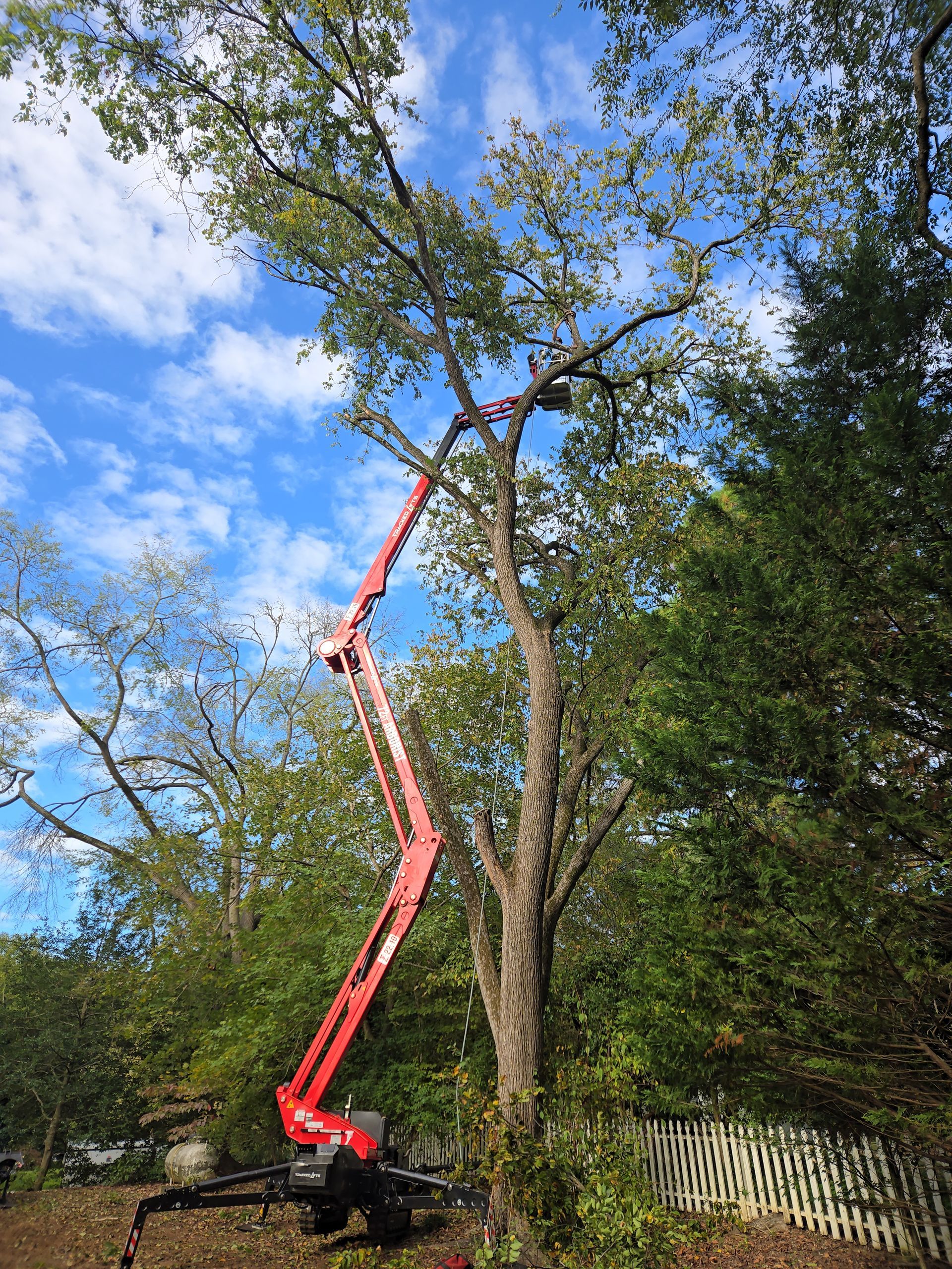 cutting tree down with chainsaw in Clarksville, Virginia cutting tree down with chainsaw in Clarksville, Virginia