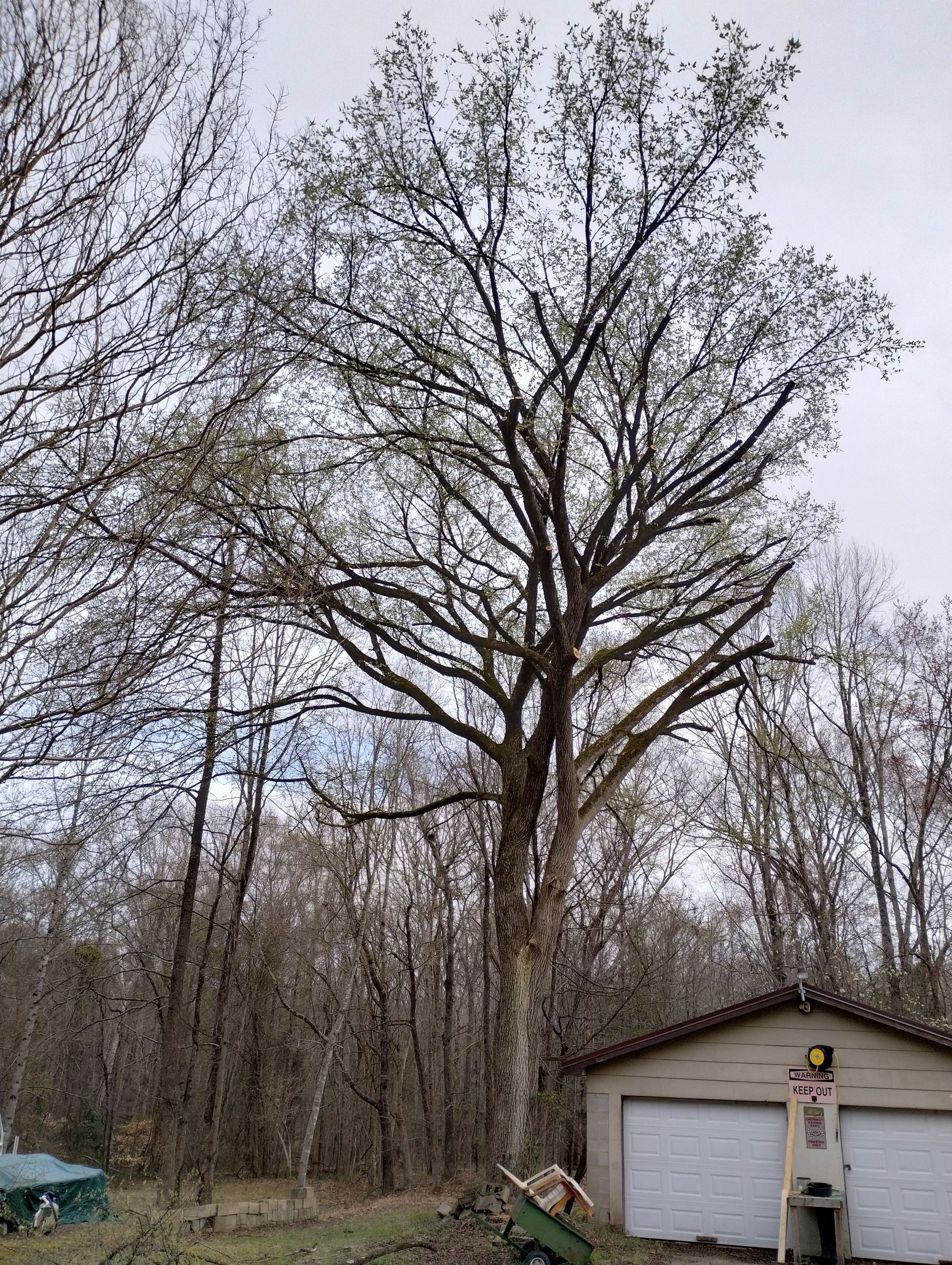 stump grinding services clarksville, va stump grinding services clarksville, va