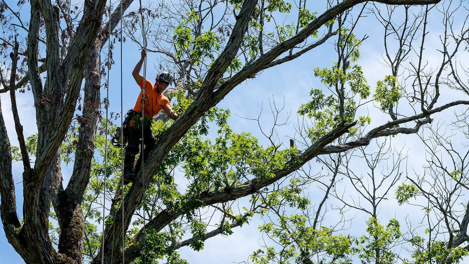 tree trimming services clarksville, Virginia tree trimming services clarksville, virginia