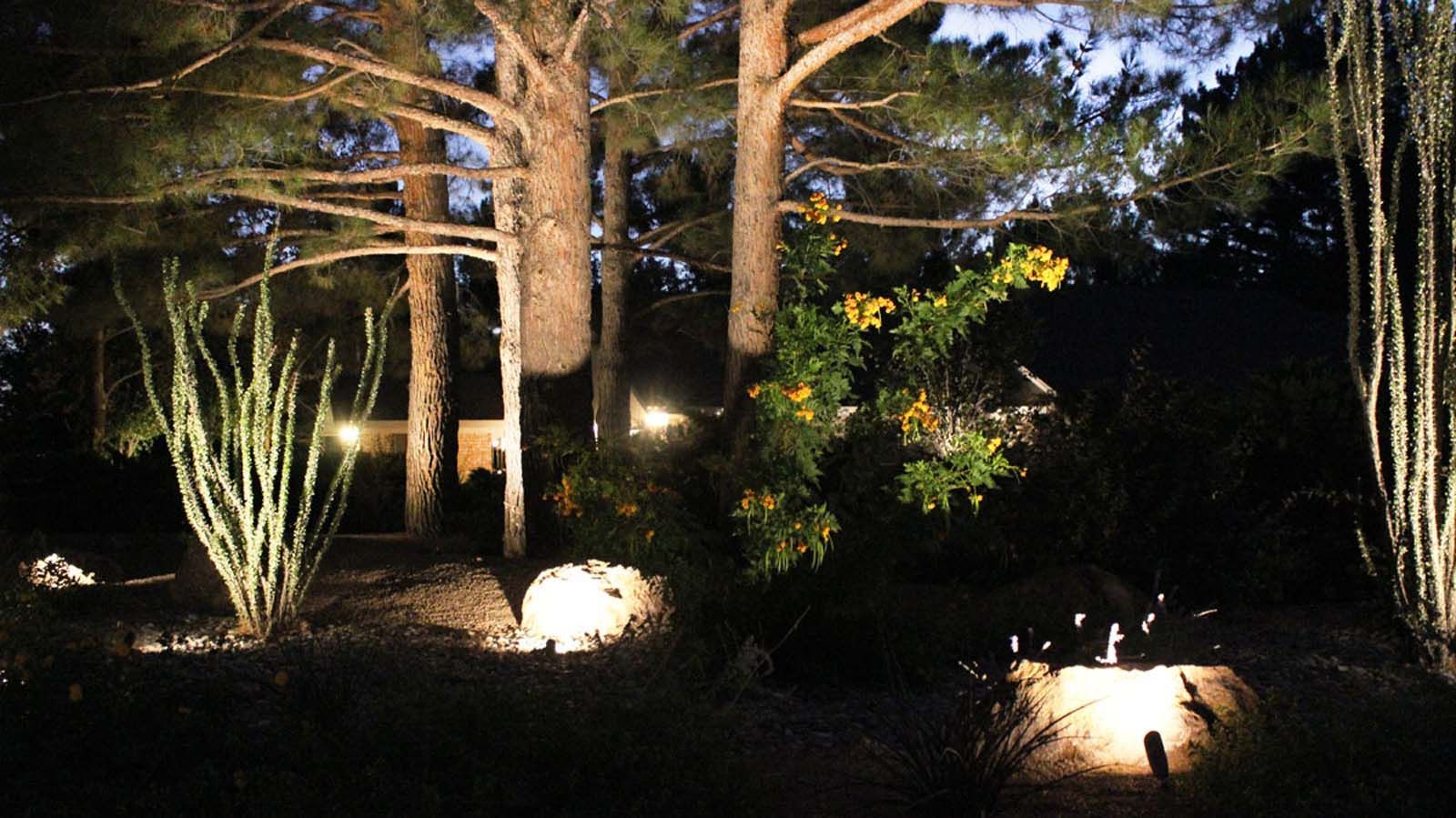 A forest with trees and plants lit up at night