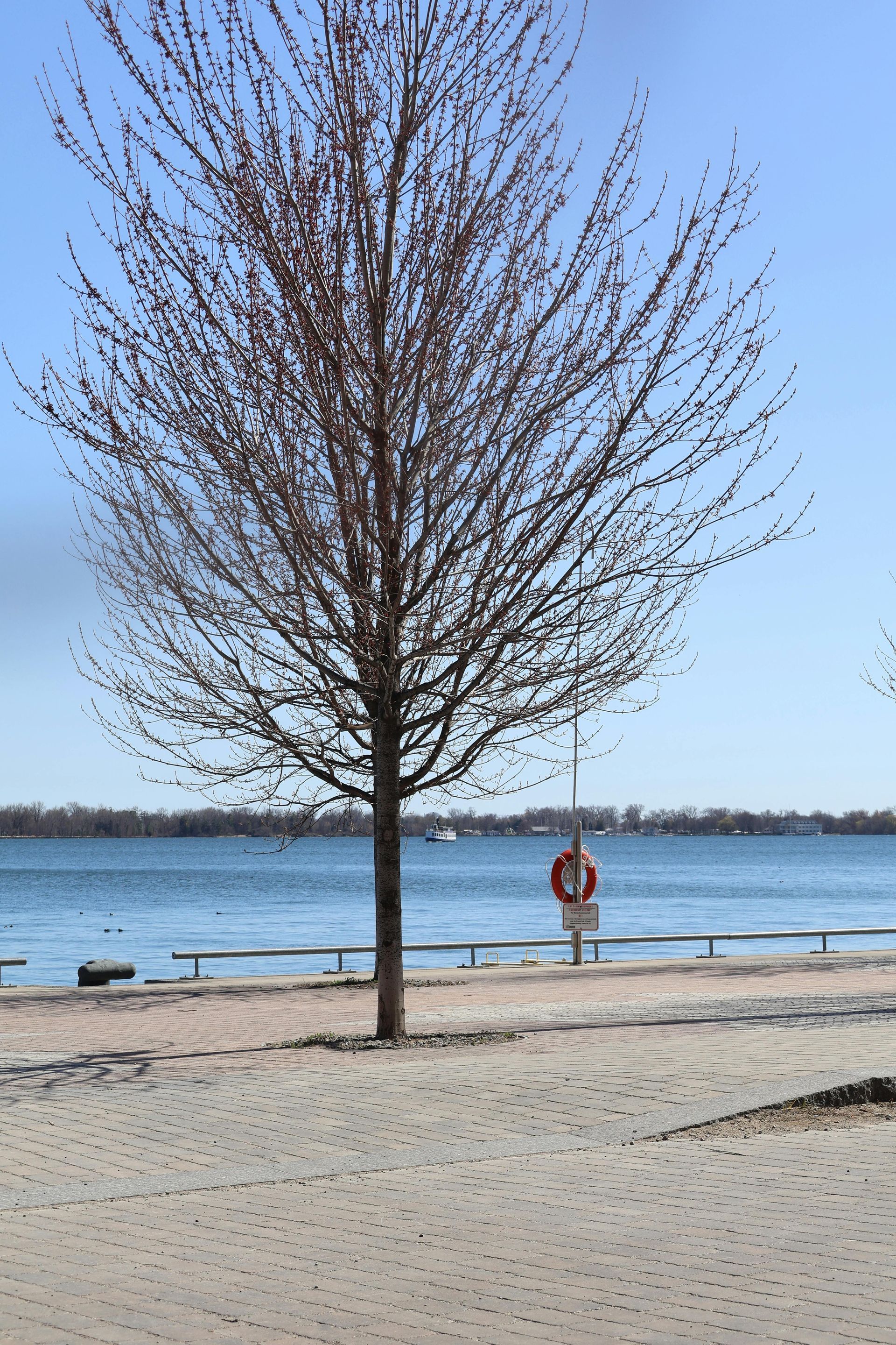 Bare tree on a sandy shore next to a lake with a life preserver and a clear blue sky.
