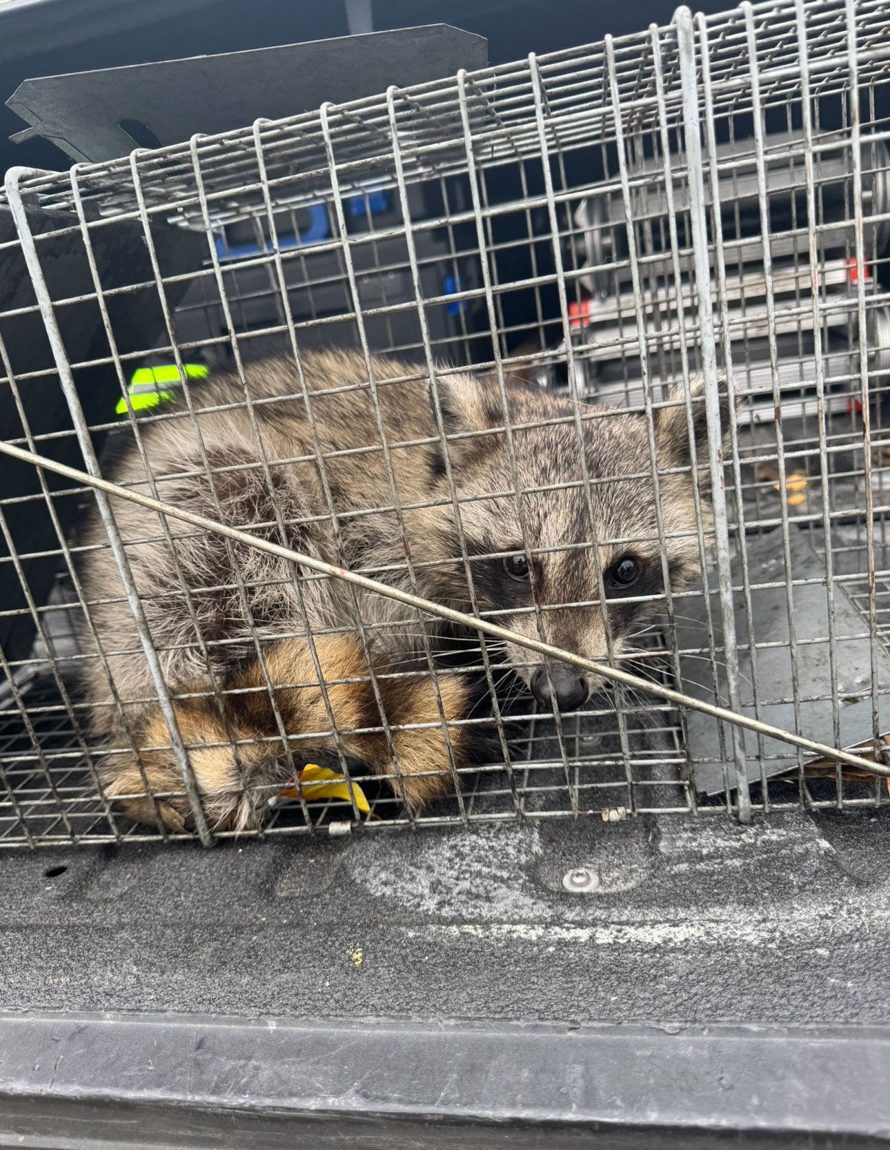 A raccoon is sitting in a cage and looking at the camera.