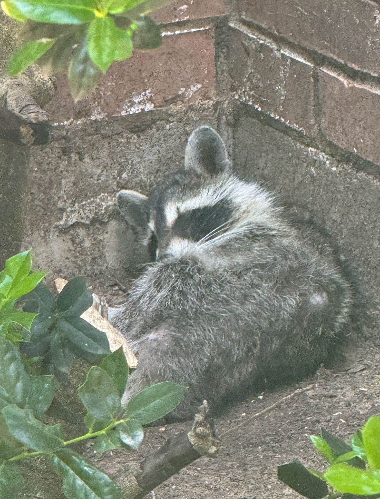 Dead Animal Removal