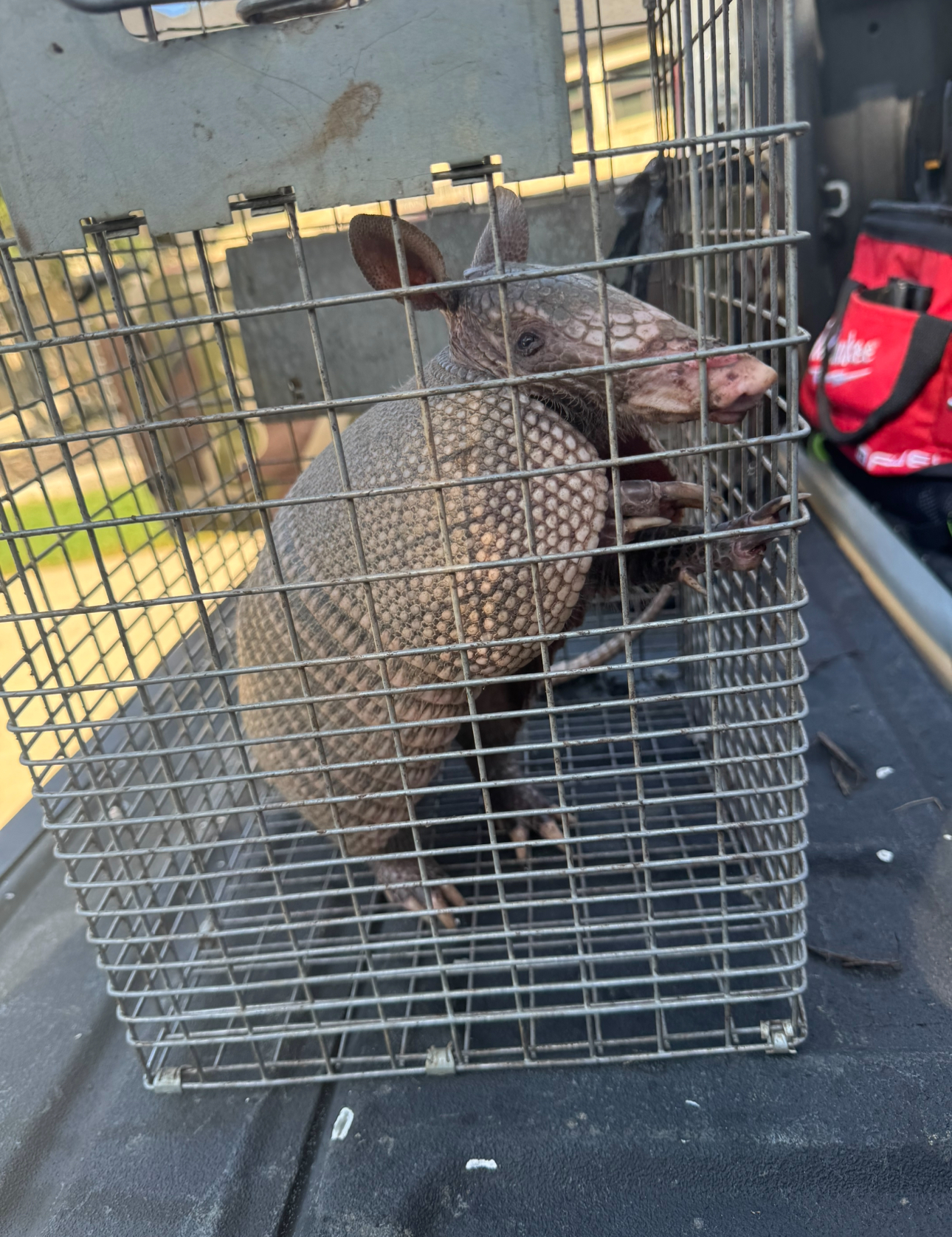 Armadillo in a wire cage, likely caught for relocation, on the back of a truck.