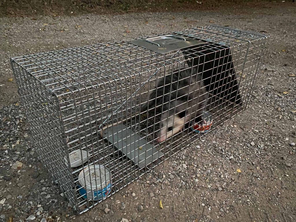 An opossum is sitting in a wire cage on the ground.