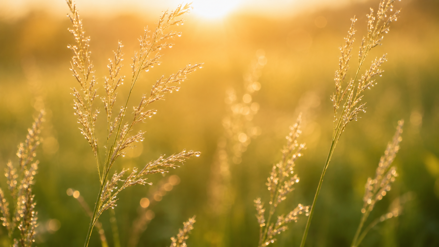 Backlit wild grasses glowing in golden sunlight at sunset