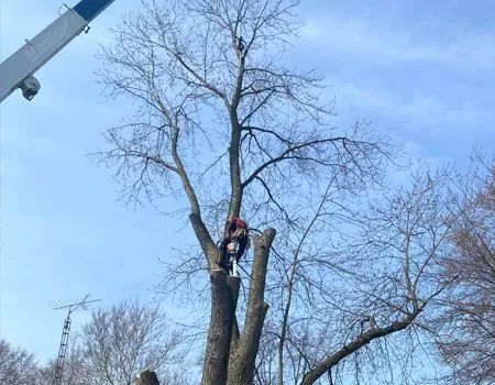 Worker trimming tall tree branches with a crane on a winter day