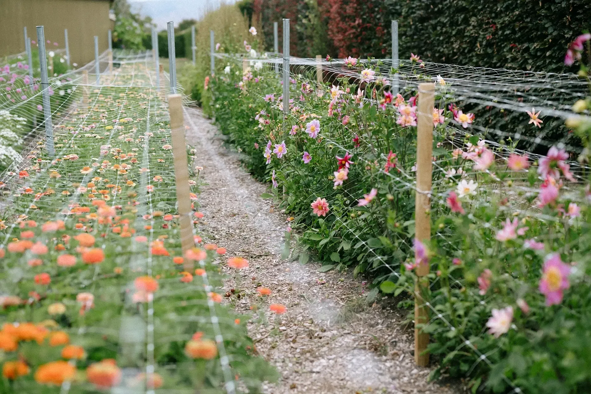 The Flower Farm Tour - Garden Marlborough