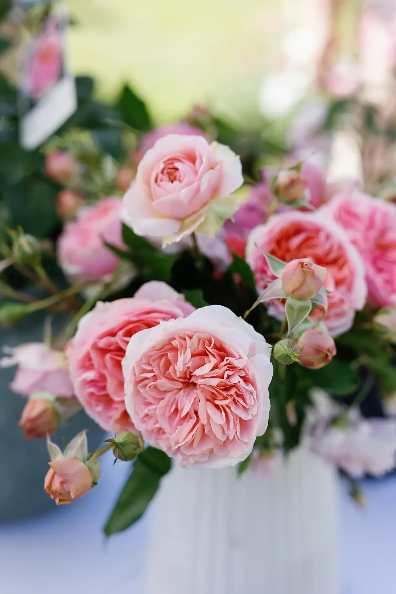 2025 Garden Marlborough Festival in Marlborough, New Zealand