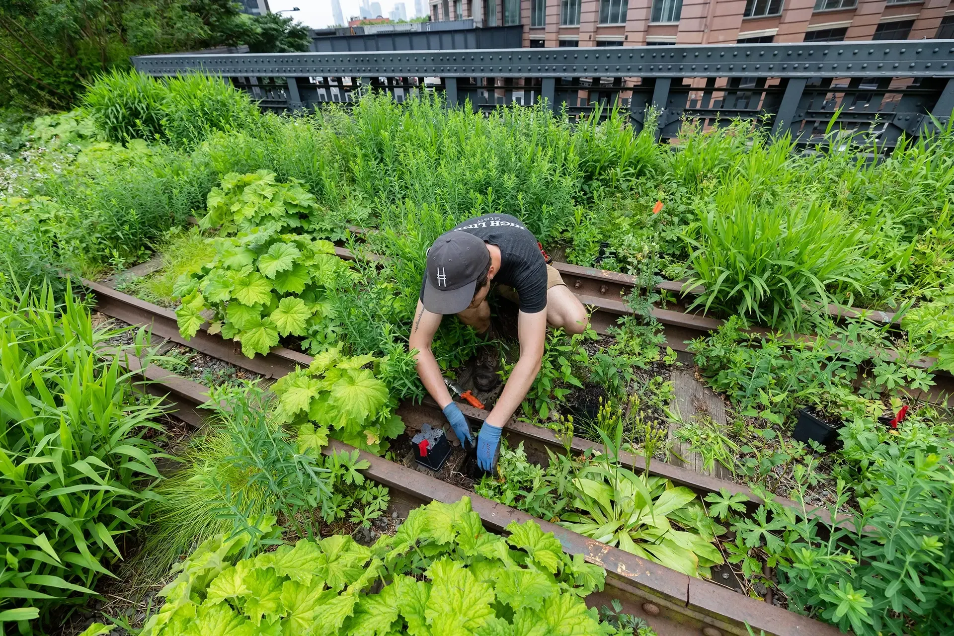 Workshop Talk – Rhythm, Repetition  and Texture: Garden Design for  Year-Round Interest