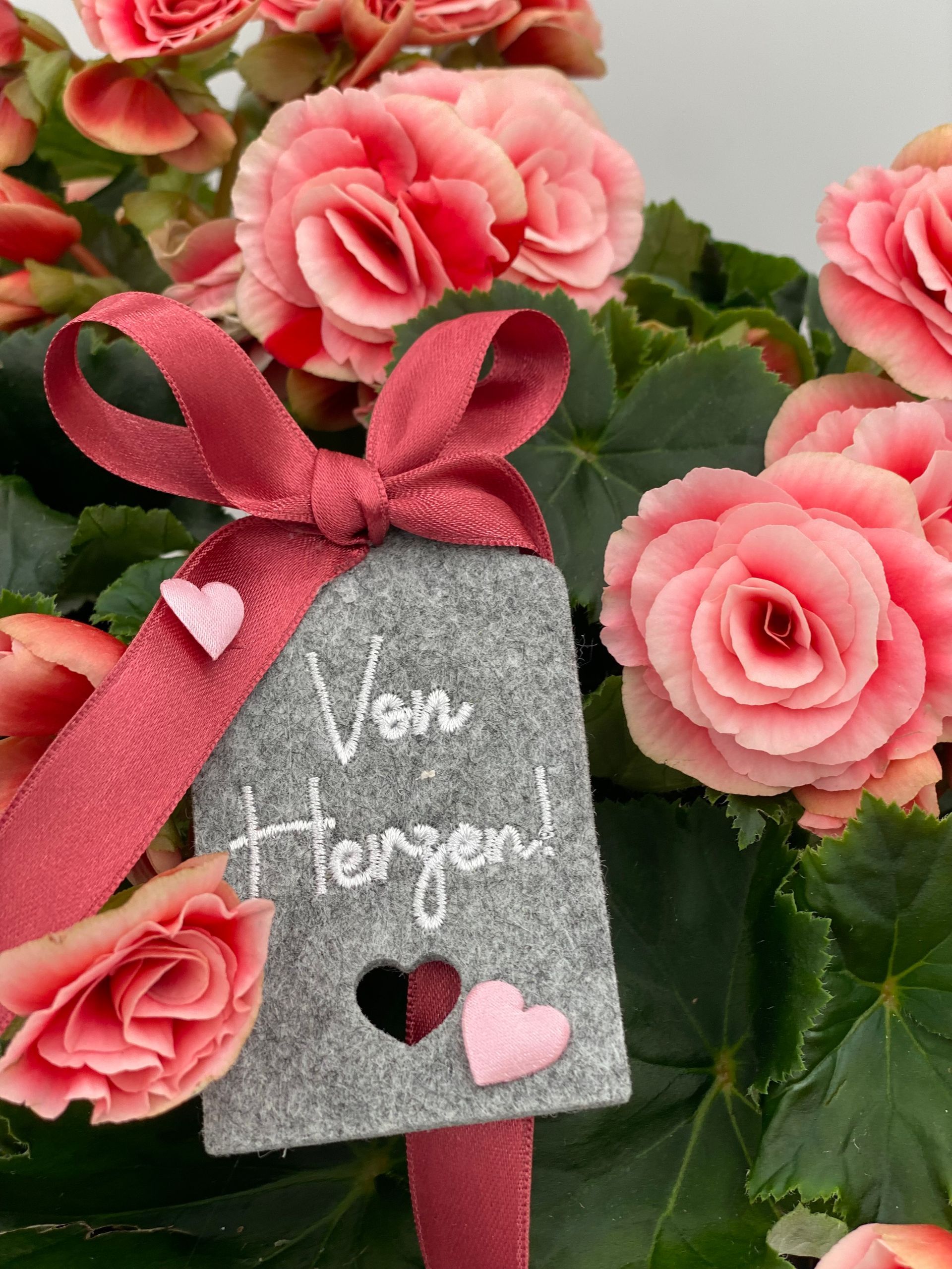 Zimmerbegonie im Topf