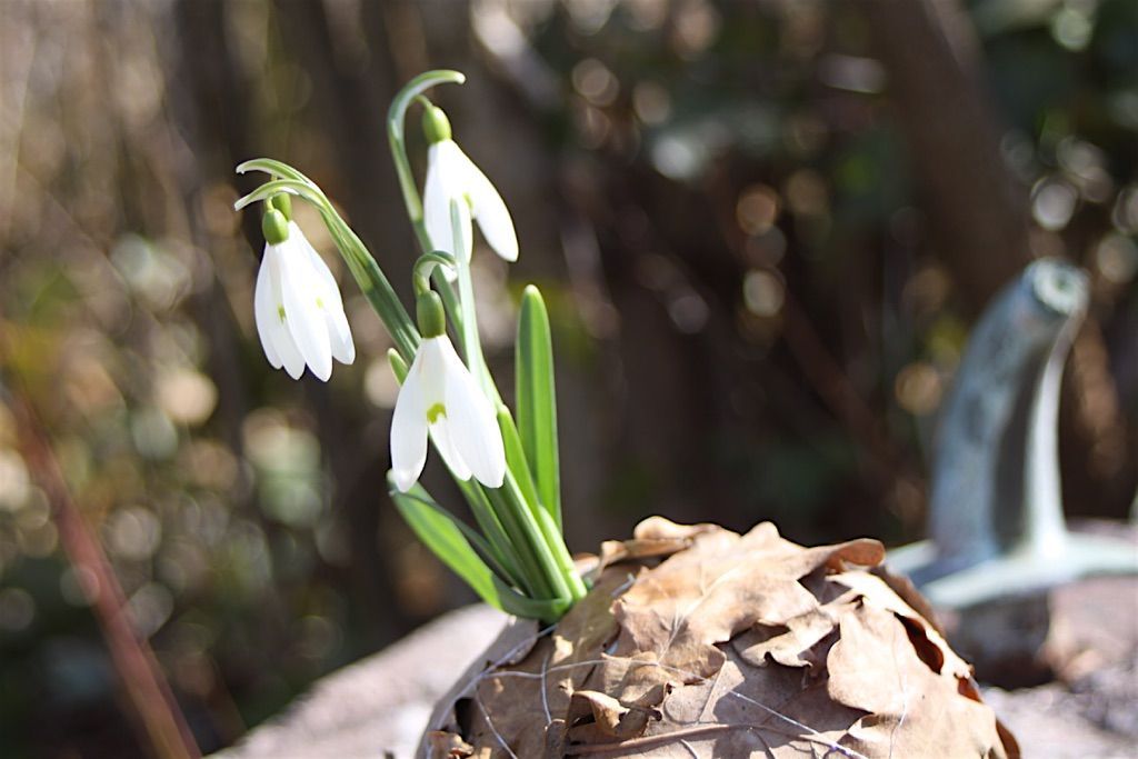 Aus einem Behälter mit Blättern wächst eine Schneeglöckchenblüte.