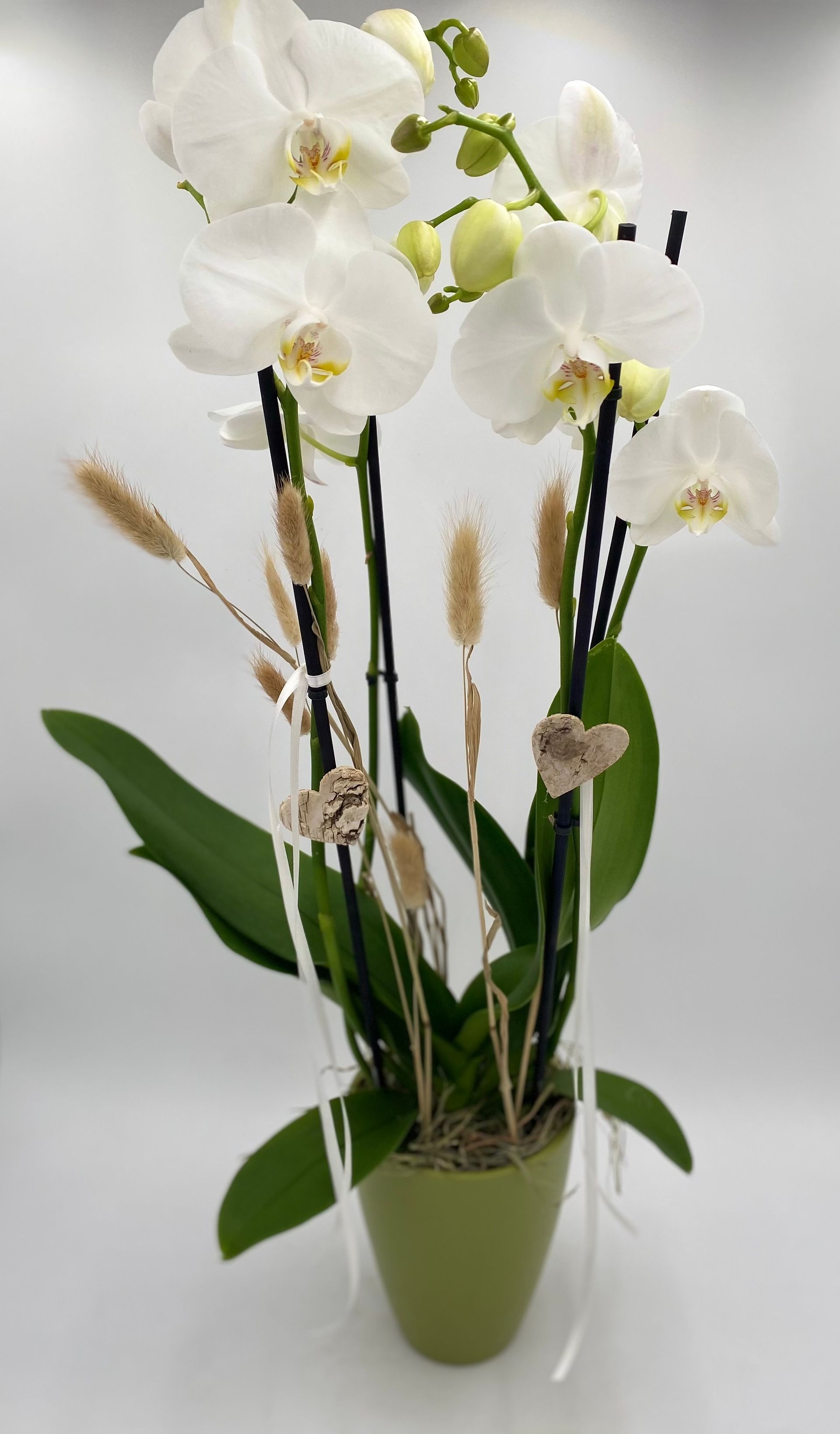 Eine Nahaufnahme einer weißen Orchideenblüte, Phalaenopsis.