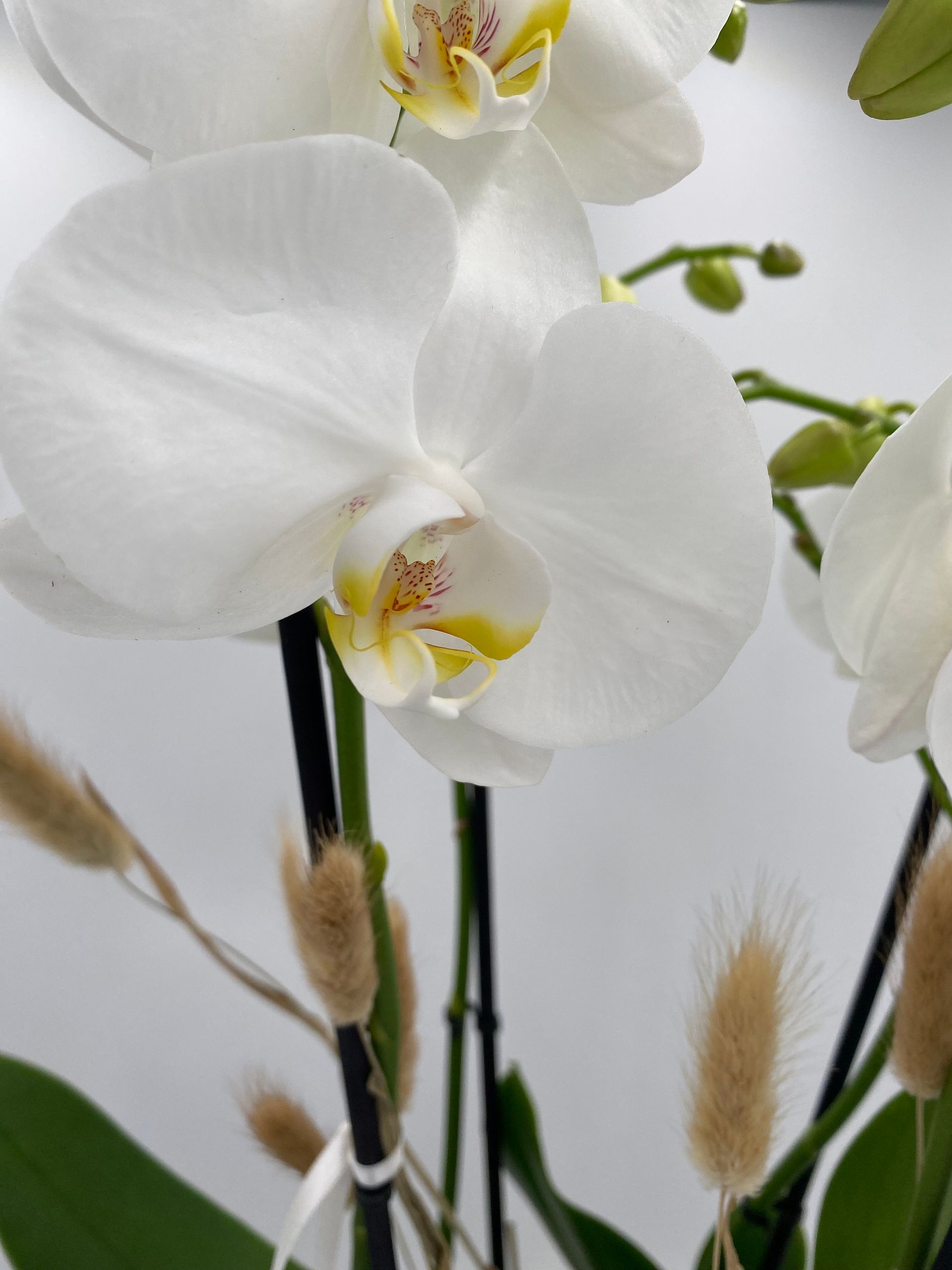 Eine Nahaufnahme einer weißen Orchideenblüte, Phalaenopsis.