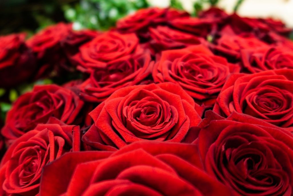 Eine Nahaufnahme von einem Strauß roter Rosen