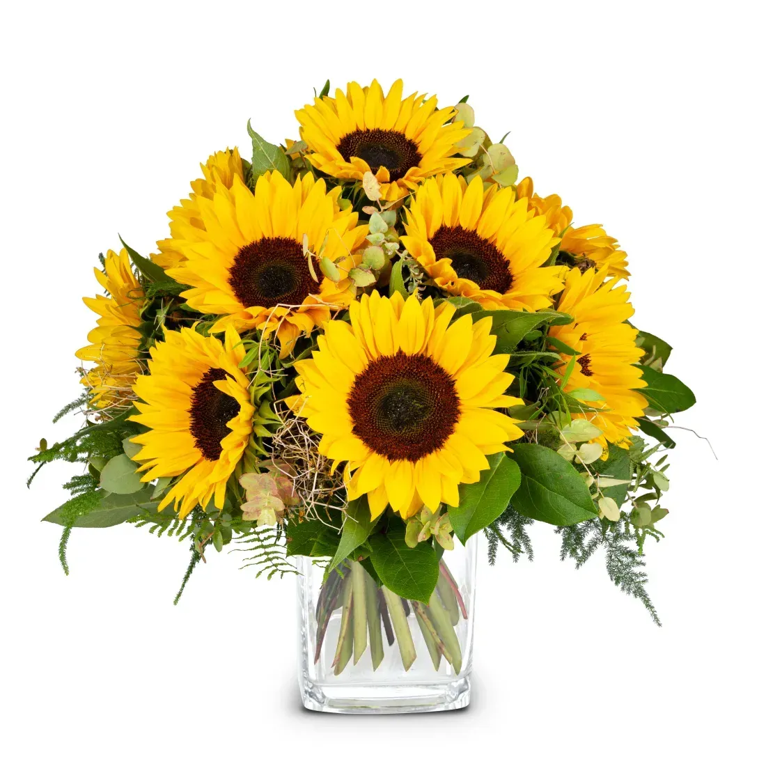 Sonnenblumen pur