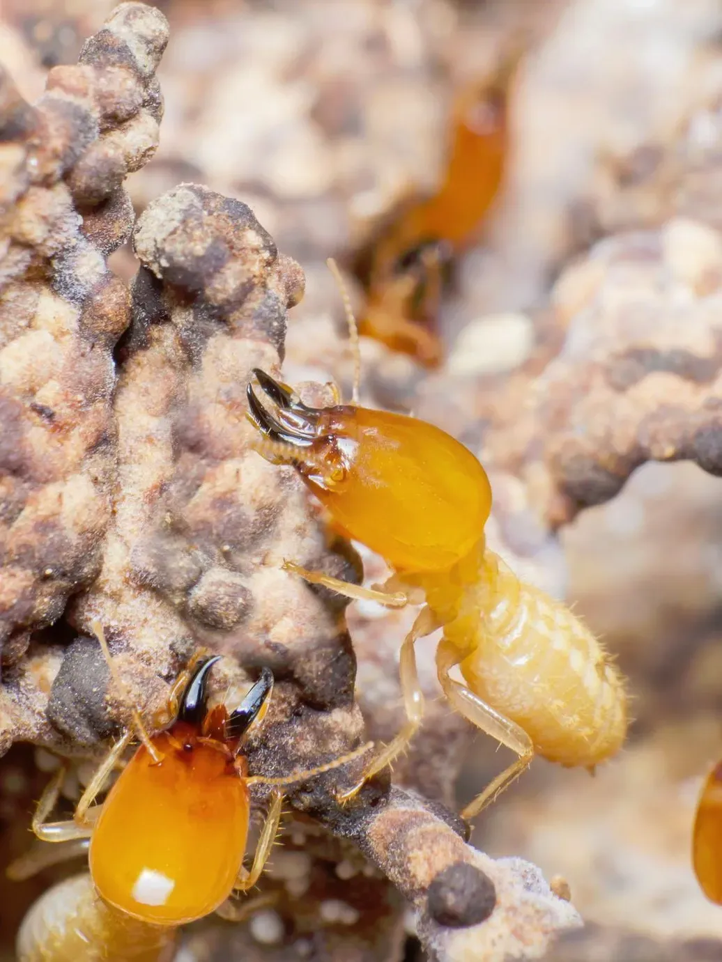 Termites