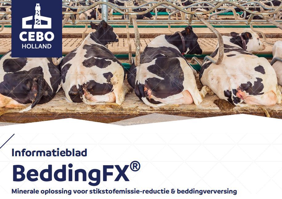 nieuwe naam laten bedenken door Cebo