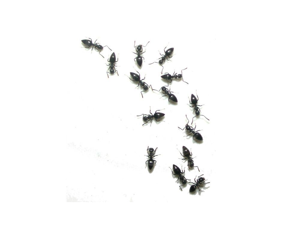 Image of Ants in doorway