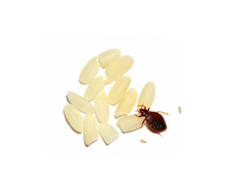 Bedbugs on fabri