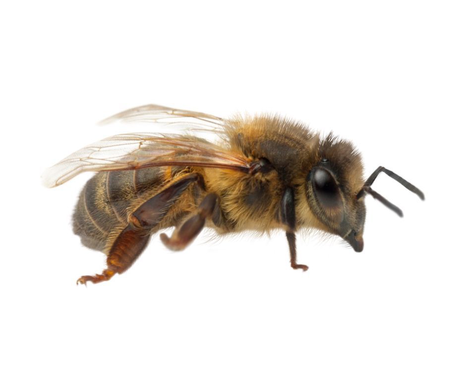 Relocating bees