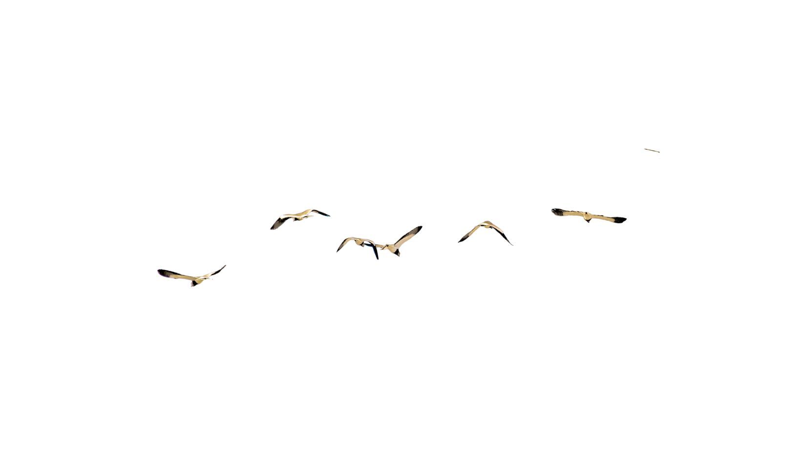 Birds